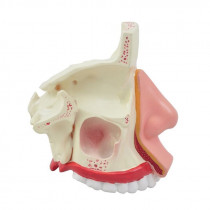 Modelo anatômico da cavidade nasal é confeccionado em PVC Modelo anatômico da cavidade nasal é confeccionado em PVC