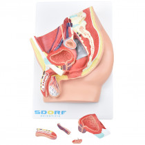 Pelve Masculina c/ Secção em 5 Partes Pelve Masculina c/ Secção em 5 Partes