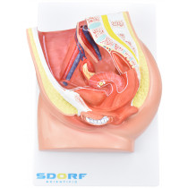 Pelve Feminina c/ Secção em 2 Partes Pelve Feminina c/ Secção em 2 Partes