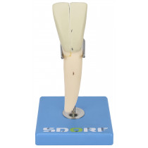 Dente Incisivo Inferior em 2 Partes, 8x o Tamanho Real Aprox. Dente Incisivo Inferior em 2 Partes, 8x o Tamanho Real Aprox.