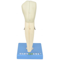 Dente Canino Inferior em 2 Partes, 8x o Tamanho Real Aprox. Dente Canino Inferior em 2 Partes, 8x o Tamanho Real Aprox.