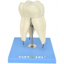 Dente Molar Superior c/ Raiz Tripla em 3 Partes, 8x o Tamanho Real Aprox. Dente Molar Superior c/ Raiz Tripla em 3 Partes, 8x o Tamanho Real Aprox.