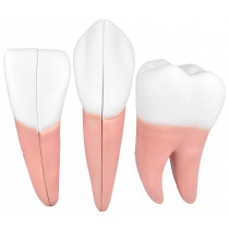 Dentes em 6 Partes (Incisivo, Canino e Molar) Dentes em 6 Partes (Incisivo, Canino e Molar)