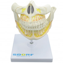 Dentição Adulta Dentição Adulta