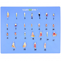 Modelo de Patologias Dentárias c/ 25 Partes em Placa Modelo de Patologias Dentárias c/ 25 Partes em Placa