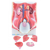 Sistema Urinário Dual Sexo em 6 Partes Sistema Urinário Dual Sexo em 6 Partes