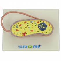 Modelo de Bactéria Modelo de Bactéria