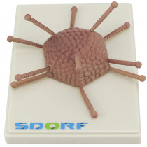 Modelo de Adenovírus Modelo de Adenovírus