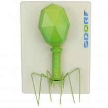Modelo de Bacteriófago Modelo de Bacteriófago