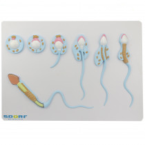 Formação do Espermatozoide Formação do Espermatozoide