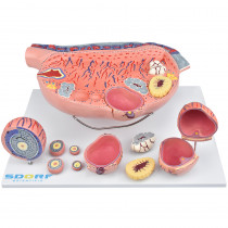 Desenvolvimento Folicular no Ovário em 13 Partes Desenvolvimento Folicular no Ovário em 13 Partes