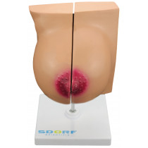 Glândula Mamária em Repouso Glândula Mamária em Repouso