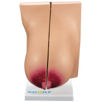 Glândula Mamária em Lactação Glândula Mamária em Lactação