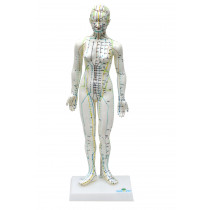 Modelo de Acupuntura Feminino de 50cm Modelo de Acupuntura Feminino de 50cm
