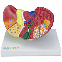 Modelo Patológico do Fígado e Vesícula Biliar Modelo Patológico do Fígado e Vesícula Biliar