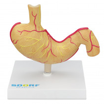 Modelo Patológico de Mama Modelo Patológico de Mama