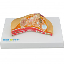 Modelo Patológico de Mama Modelo Patológico de Mama