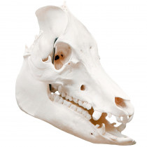 Crânio Natural do Porco (Sus Scrofa Domesticus) Crânio Natural do Porco (Sus Scrofa Domesticus)