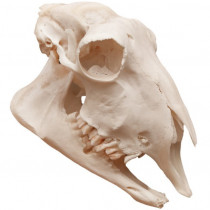 Crânio Natural de Ovelha (Ovis Aires) Crânio Natural de Ovelha (Ovis Aires)