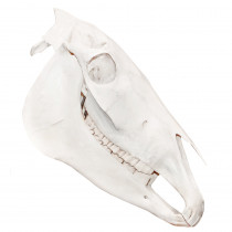 Crânio Natural de Cavalo (Equus Ferus Caballus) Crânio Natural de Cavalo (Equus Ferus Caballus)
