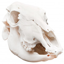 Crânio Natural de Boi (Bos Taurus) Crânio Natural de Boi (Bos Taurus)