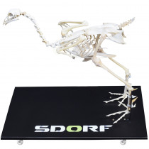 Esqueleto Natural Articulado de Galinha (Gallus Gallus Domesticus) Esqueleto Natural Articulado de Galinha (Gallus Gallus Domesticus)