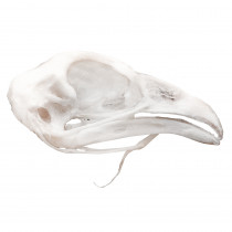 Crânio Natural de Galinha (Galus Galus Domesticus) Crânio Natural de Galinha (Galus Galus Domesticus)