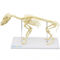 Esqueleto de Cachorro de Porte Pequeno (Resina Plástica) Esqueleto de Cachorro de Porte Pequeno (Resina Plástica)