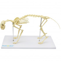 Esqueleto de Gato (Resina Plástica) Esqueleto de Gato (Resina Plástica)