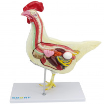 Anatomia da Galinha em 6 Partes Anatomia da Galinha em 6 Partes