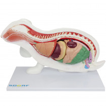 Anatomia do Coelho em 9 Partes Anatomia do Coelho em 9 Partes