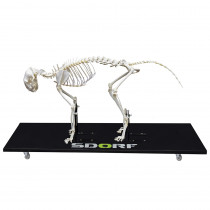 Esqueleto Natural de Gato Articulado (Felis Catus) Esqueleto Natural de Gato Articulado (Felis Catus)