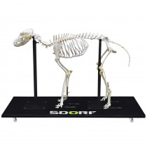 Esqueleto Natural de Cachorro Articulado (Canis Lupus Familiaris) Esqueleto Natural de Cachorro Articulado (Canis Lupus Familiaris)