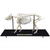 Esqueleto Natural de Porco Articulado (Sus Scrofa Domesticus) Esqueleto Natural de Porco Articulado (Sus Scrofa Domesticus)