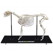 Esqueleto Natural de Ovino Articulado (Ovis Aires) Esqueleto Natural de Ovino Articulado (Ovis Aires)