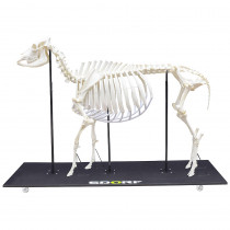 Esqueleto Natural Articulado de Boi (BosTaurus) Esqueleto Natural Articulado de Boi (BosTaurus)