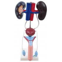 Sistema Urinário Masculino em 9 Partes Sistema Urinário Masculino em 9 Partes