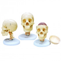 Crânio com Coluna Cervical e Cérebro Crânio com Coluna Cervical e Cérebro