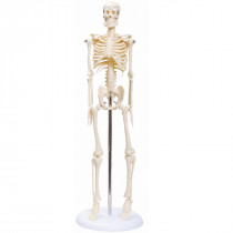 Esqueleto Humano de 45 cm com Haste e Suporte Esqueleto Humano de 45 cm com Haste e Suporte