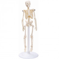 Esqueleto Humano de 20 cm com Suporte Esqueleto Humano de 20 cm com Suporte