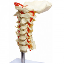 Coluna Vertebral Cervical em tamanho natural Coluna Vertebral Cervical em tamanho natural