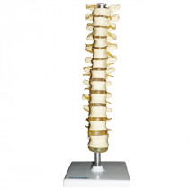 Coluna Vertebral Torácica Coluna Vertebral Torácica