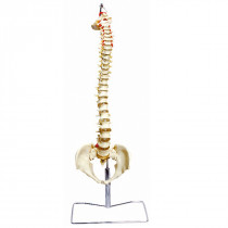 Coluna Vertebral Flexível Coluna Vertebral Flexível