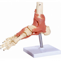Articulação do Pé Articulação do Pé