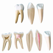 Modelo de Dentes Ampliados - Canino, Incisivo e Molar Modelo de Dentes Ampliados - Canino, Incisivo e Molar
