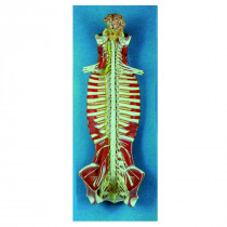 Sistema de Medula Espinhal em seu Canal Sistema de Medula Espinhal em seu Canal
