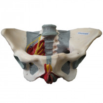 Esqueleto Pélvis Feminina com nervos e ligamentos Esqueleto Pélvis Feminina com nervos e ligamentos