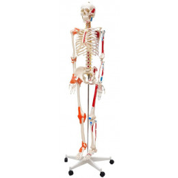 Esqueleto Humano Padrão de 1.70 cm com Articulações e Inserções Musculares com Haste com Suporte e Rodas