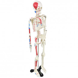 Esqueleto Humano 85 cm de Altura c/, Origens e Inserções Musculares e Haste c/ Suporte