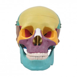 Crânio Colorido com Mandíbula móvel em 3 partes